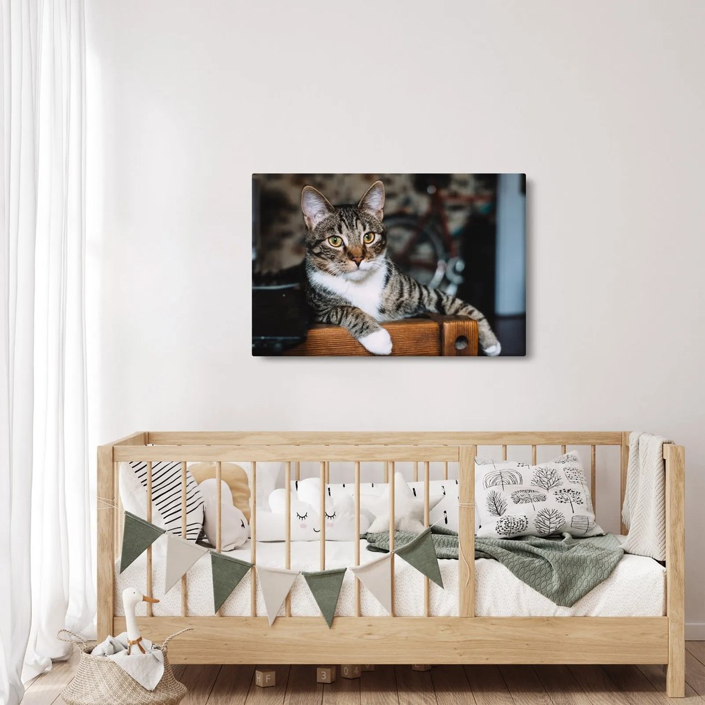 Tablou cu pisica (90x60 cm)