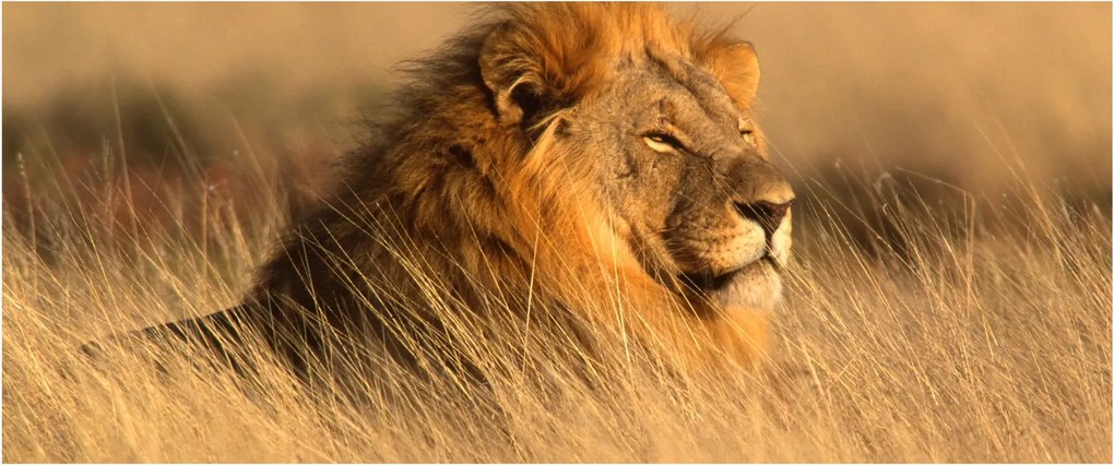 Tablou - Parcul Național Etosha (120x50 cm)