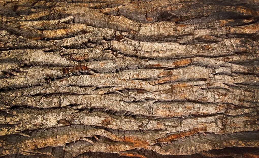 Fototapet - Coaja de copac (254x184 cm)