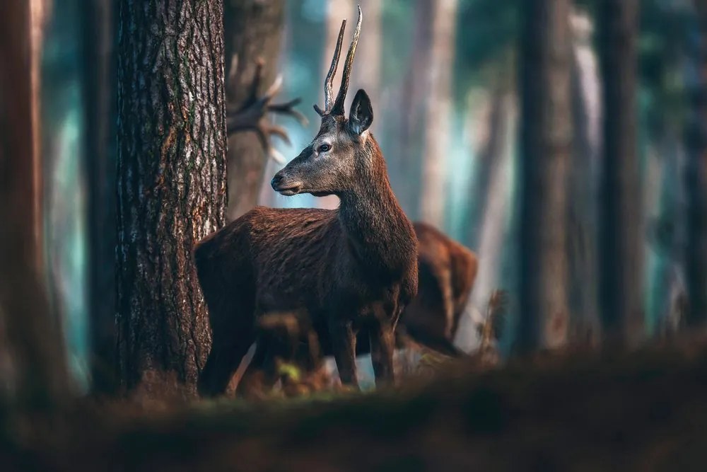 Tablou cerb în pădure de pini