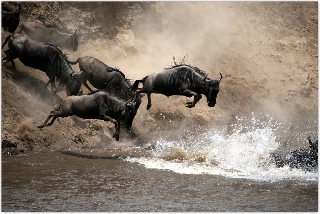 Tablou - Turmă de gnu (90x60 cm)