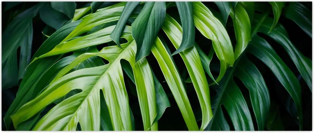 Tablou - Frunze tropicale (120x50 cm)
