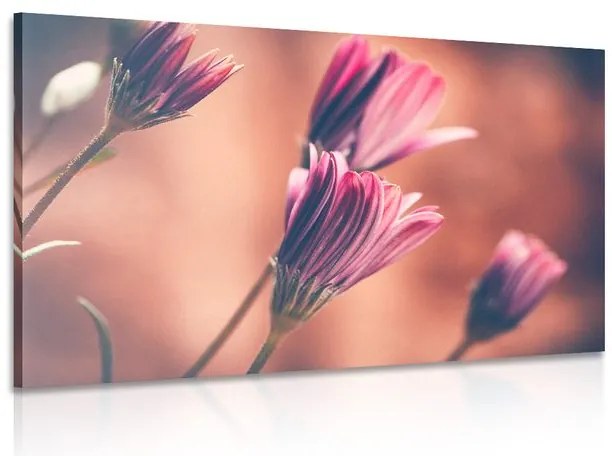 Tablou margarete roz delicate