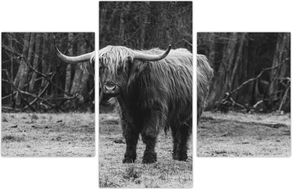 Tablou - Vacă scoțiană (90x60 cm)