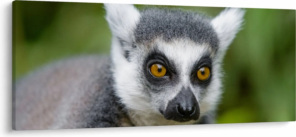 Tablou cu lemur (120x50 cm)