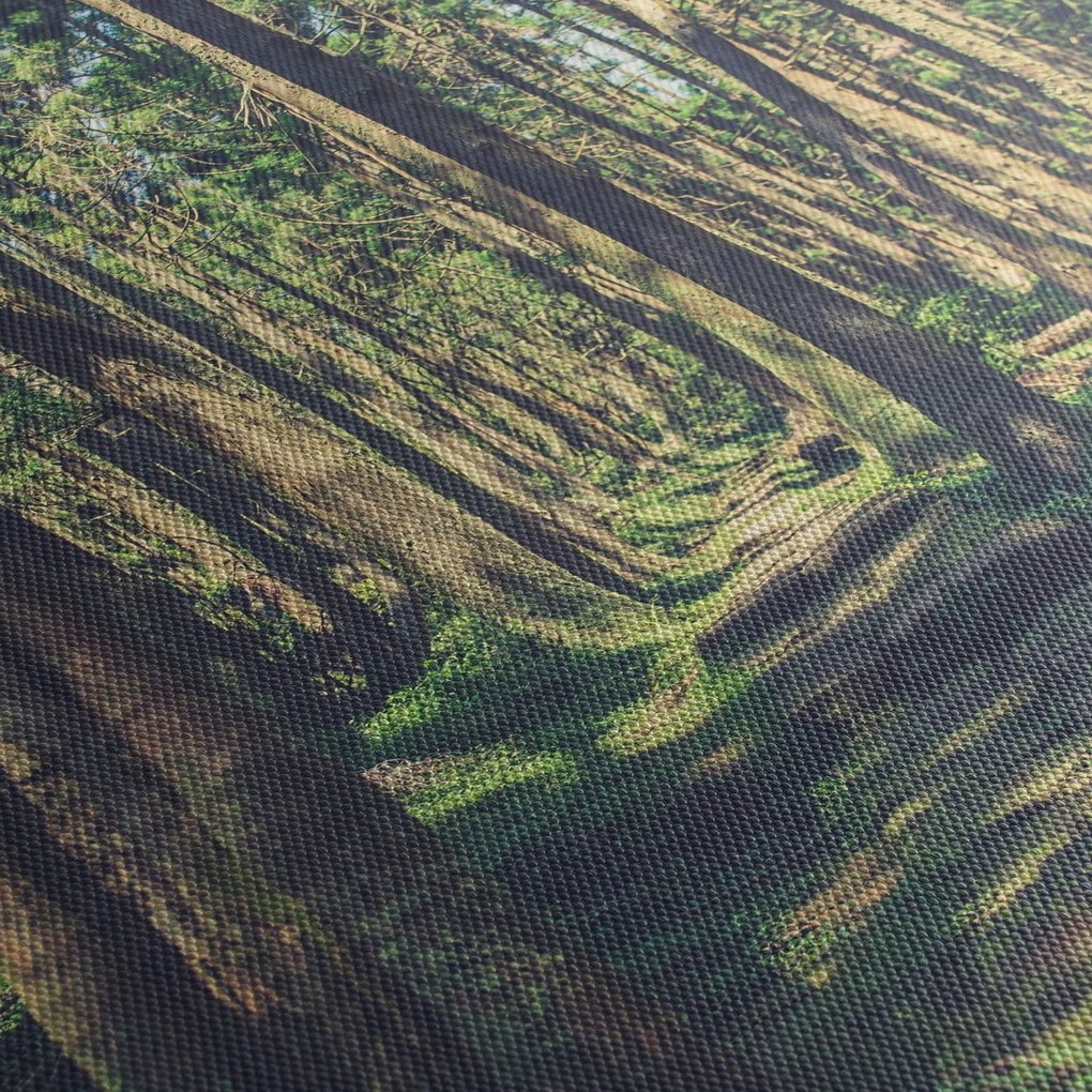 Tablou cu drum între copaci (cu ceas) (90x30 cm)