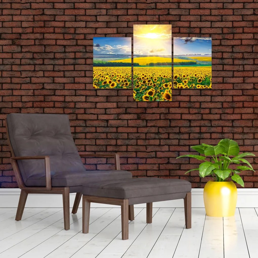 Tablou - Câmp cu floarea soarelui (90x60 cm)