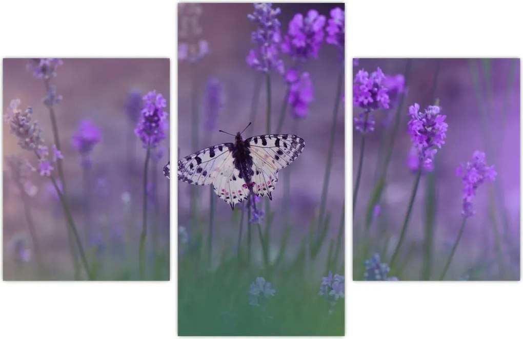 Tablou - fluture în lavandă (90x60 cm)