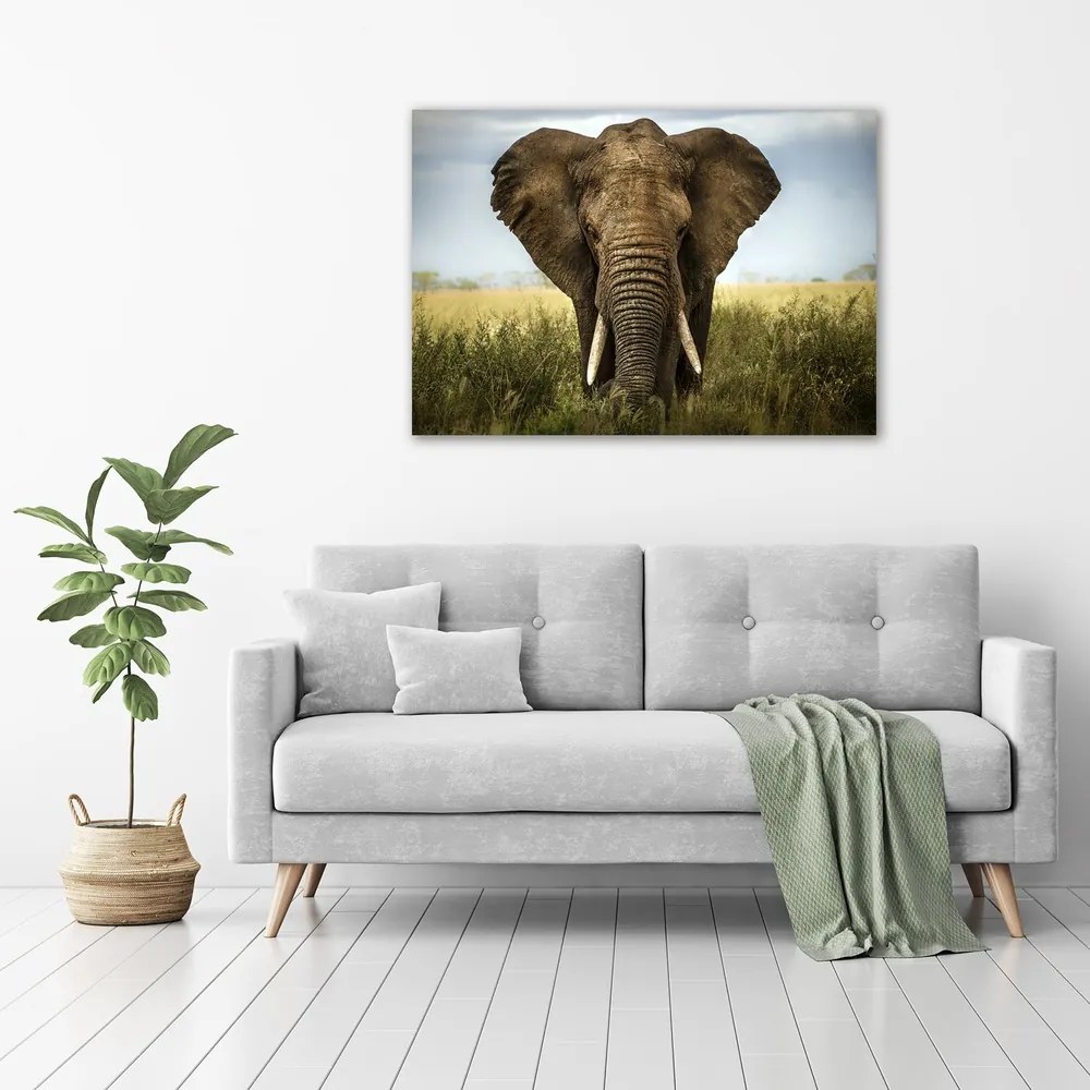 Tablou pe pânză canvas Elephant pe savana