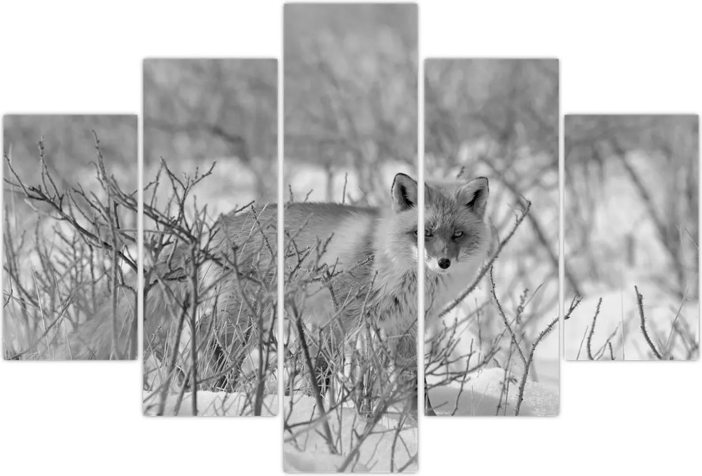 Tablou - Vulpe,alb-negru (150x105 cm)
