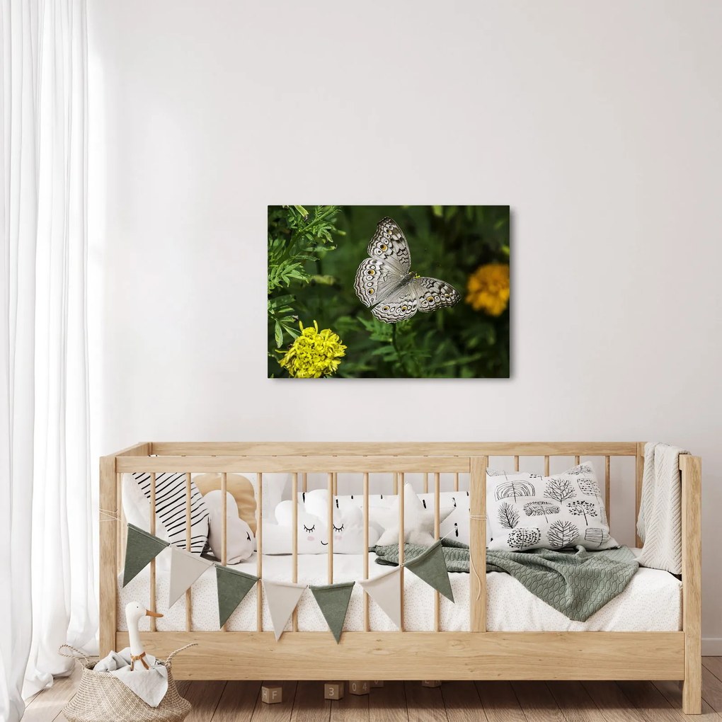 Tablou - fluture alb (70x50 cm)