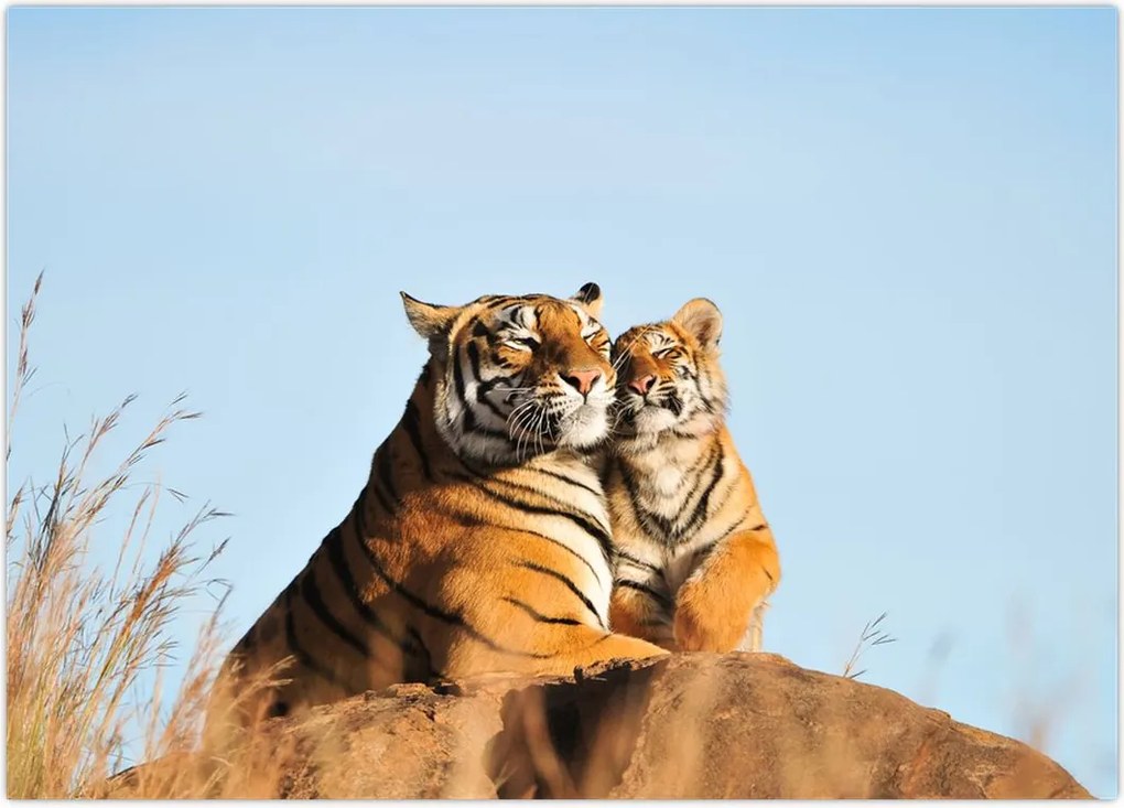 Tablou - Tigroaica cu pui (70x50 cm)