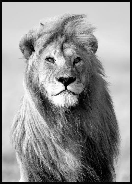 Poster majestic lion