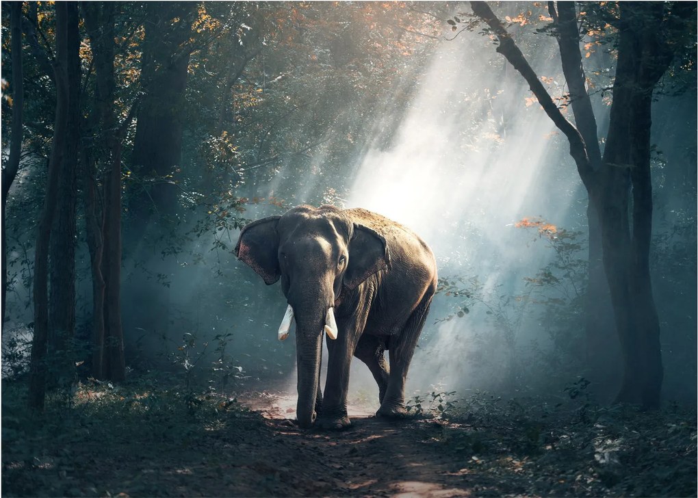 Tablou pe sticlă cu elefant în djunglă (70x50 cm)