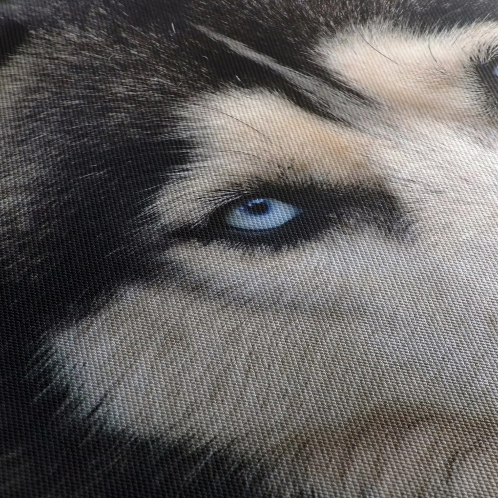 Tablou cu câinele husky (70x50 cm)