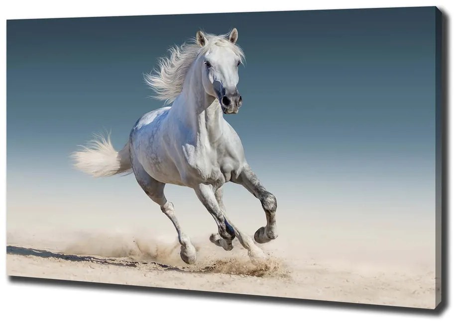 Tablou pe pânză Cal alb în galop