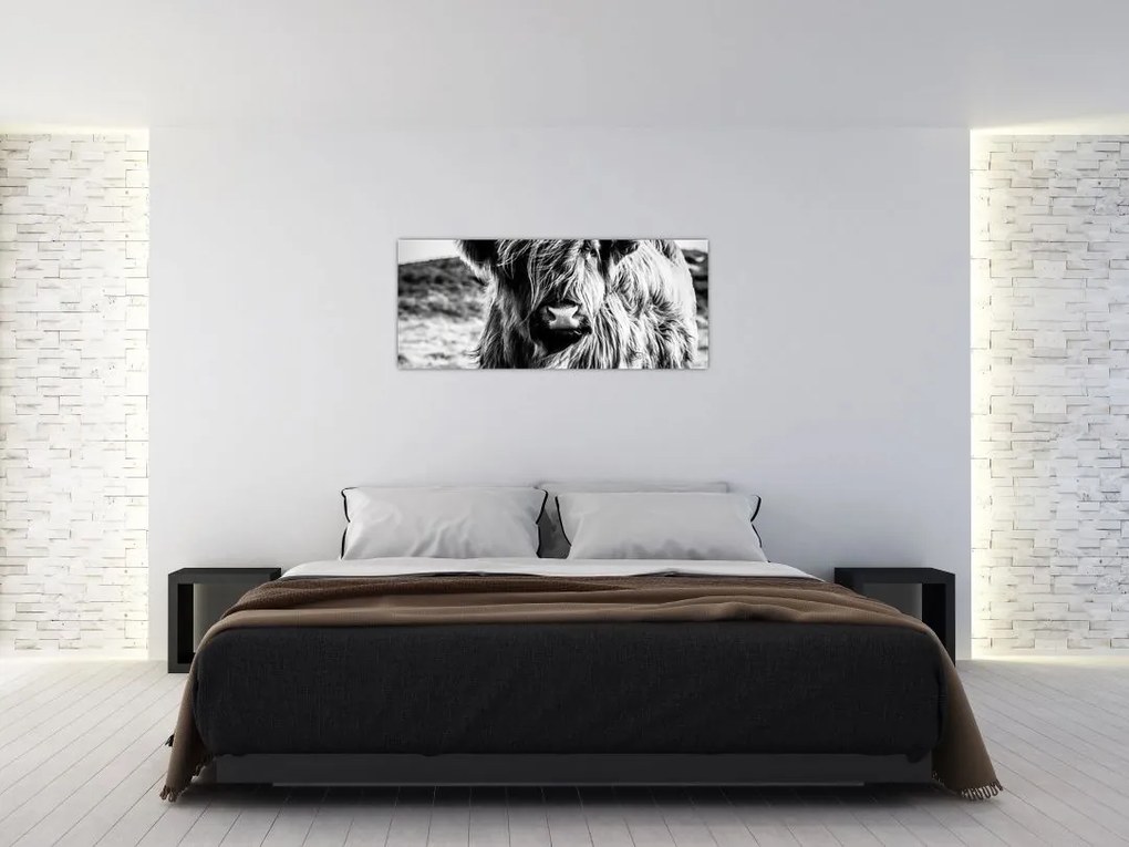Tablou - Highland - vacă scoțiană (120x50 cm)