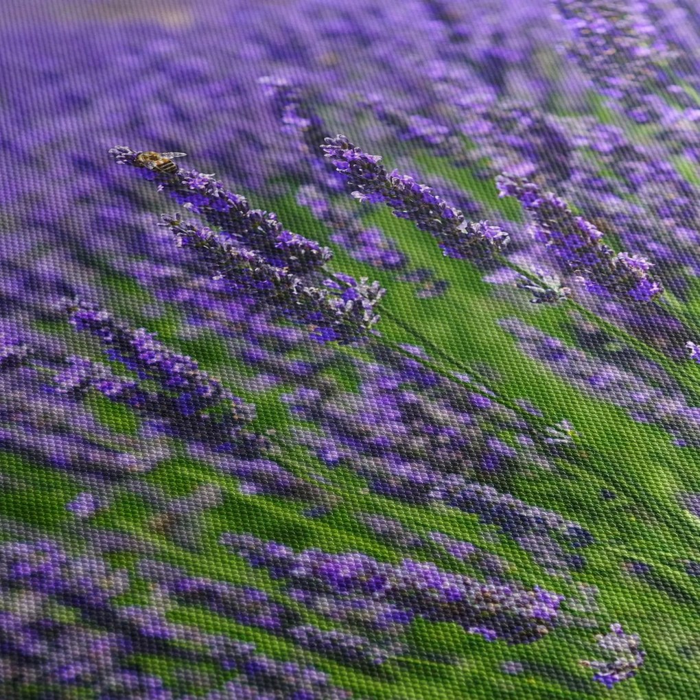 Tablou - lavanda (90x60 cm)