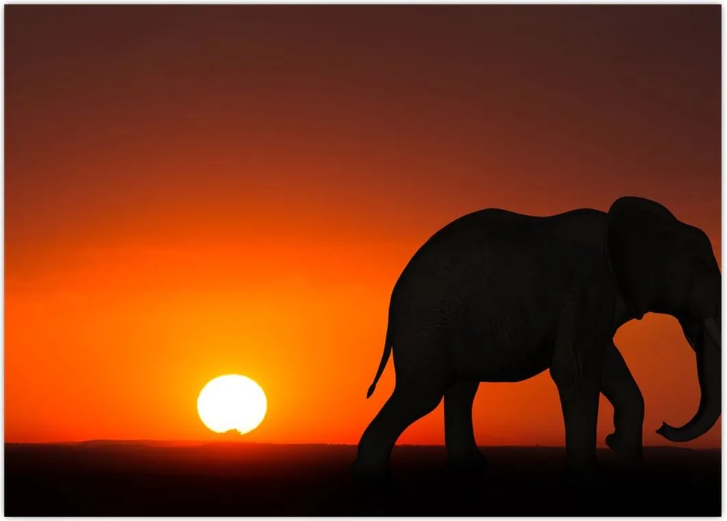 Tablou cu elefant în apus de soare (70x50 cm)