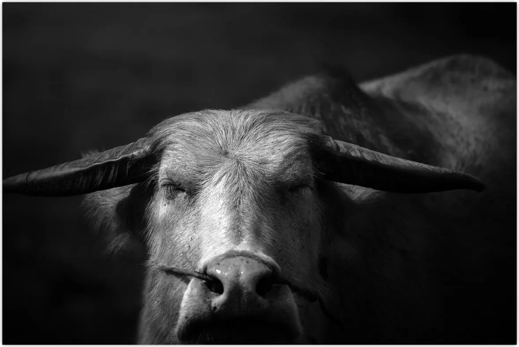 Tablou - Vacă (90x60 cm)