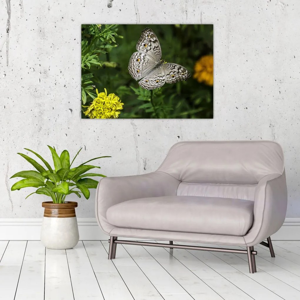 Tablou - fluture alb (70x50 cm)