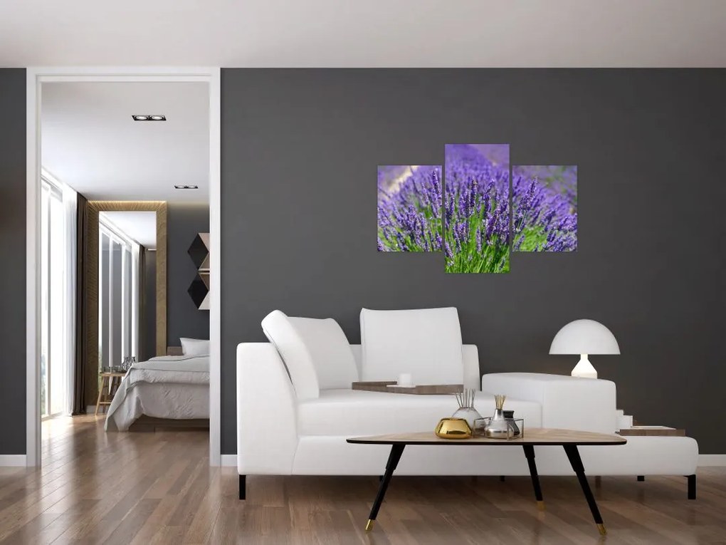 Tablou - lavanda (90x60 cm)