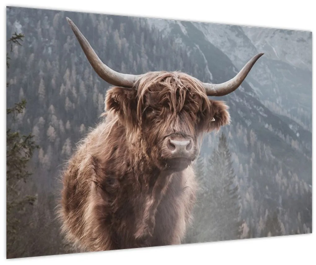 Tablou - Vaca Highlander (90x60 cm)