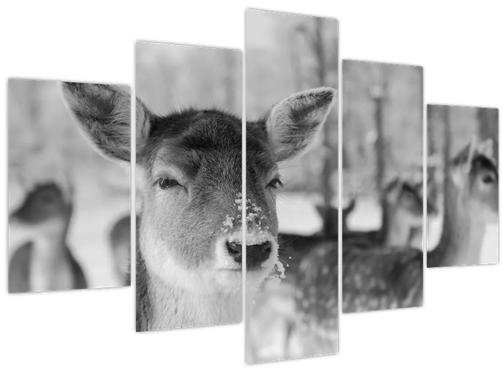 Tablou - Cerbi,alb-negru (150x105 cm)