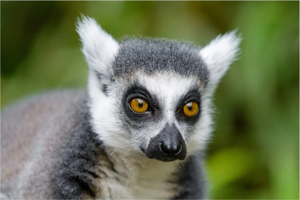 Tablou cu lemur (90x60 cm)