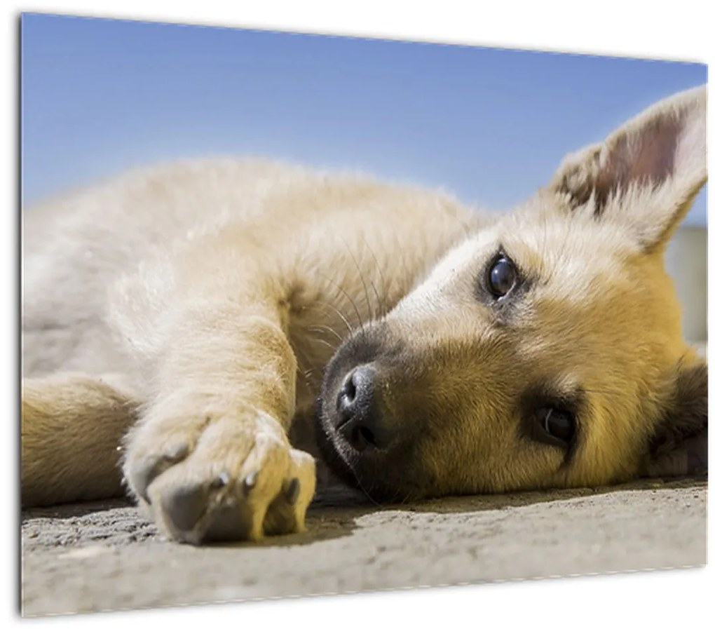 Tablou cu cățeluș dormind (70x50 cm)