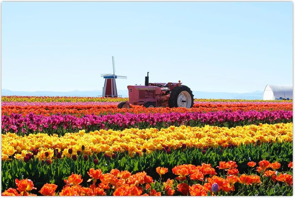 Tablou cu farma de lalele (90x60 cm)