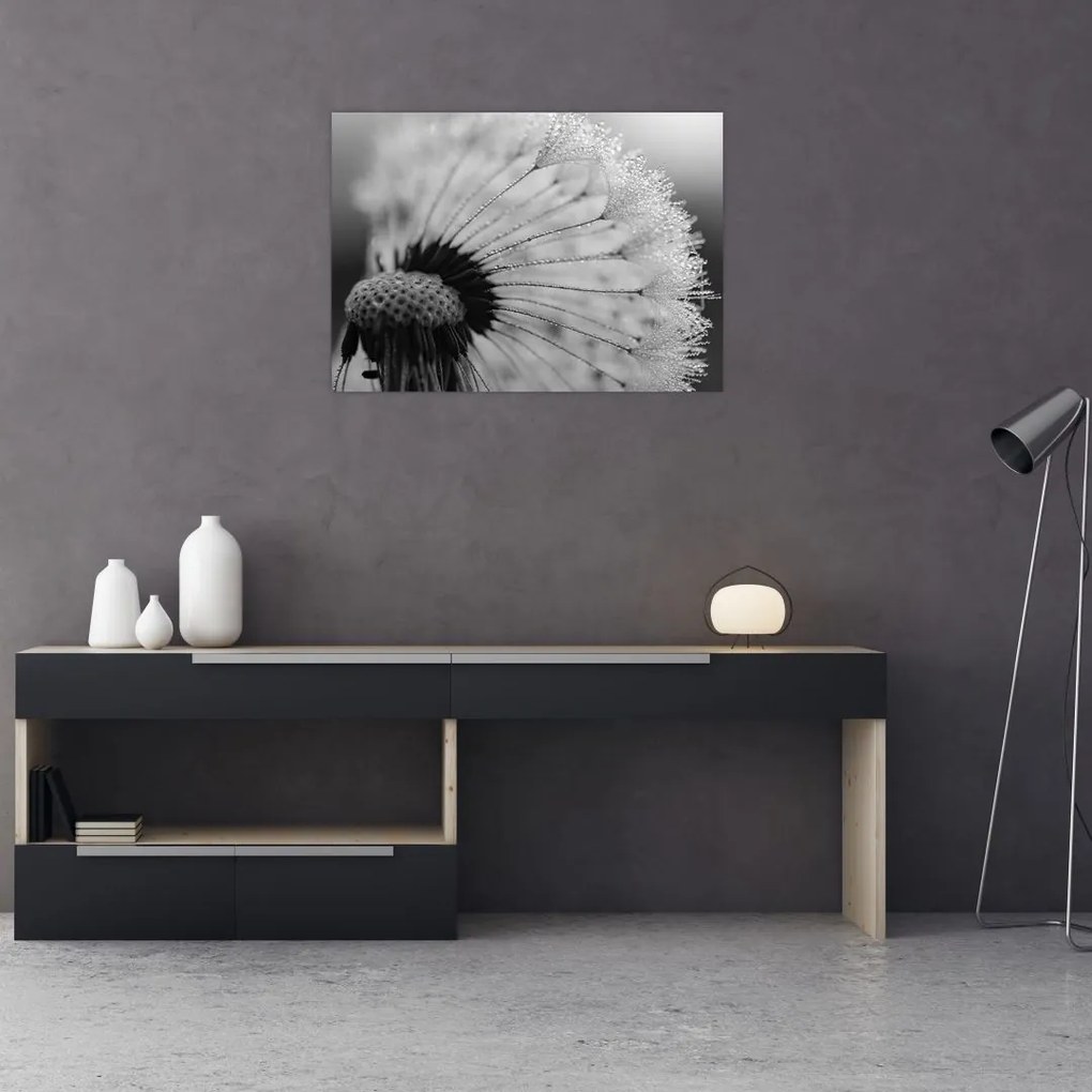 Tablou pe sticlă cu păpădie - albnegru (70x50 cm)