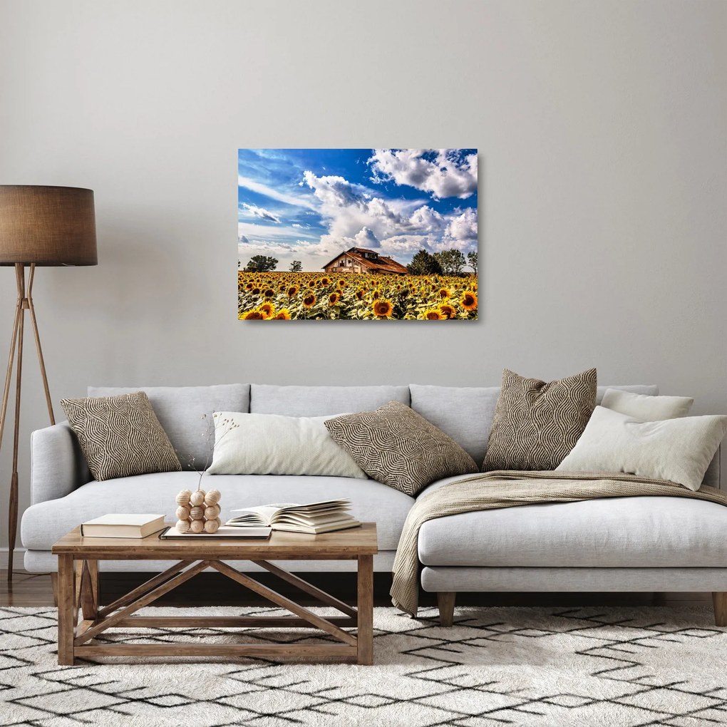 Tablou pe sticlă cu câmp de floarea soarelui (70x50 cm)