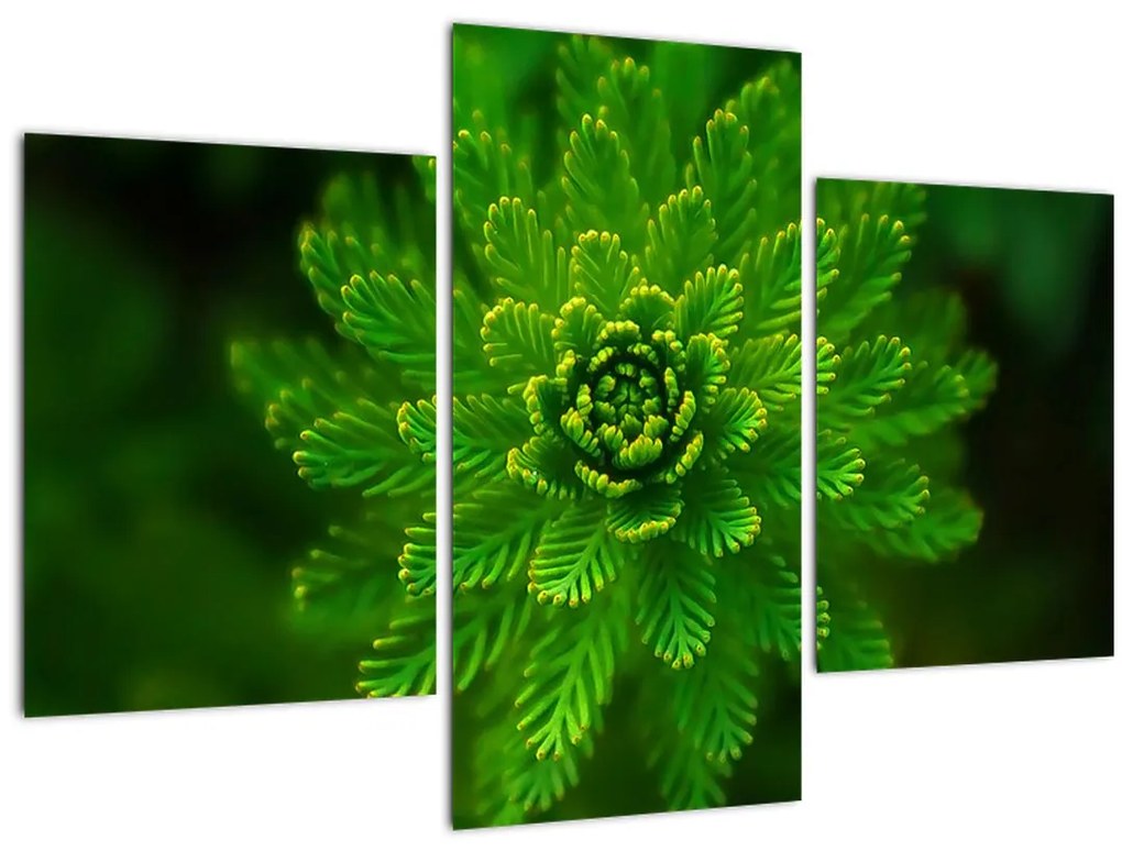 Tablou cu coniferi (90x60 cm)