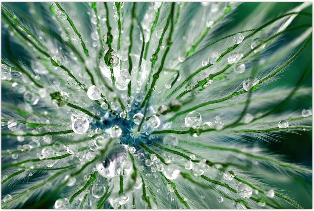 Tablou - Imagine macro a unei flori (90x60 cm)