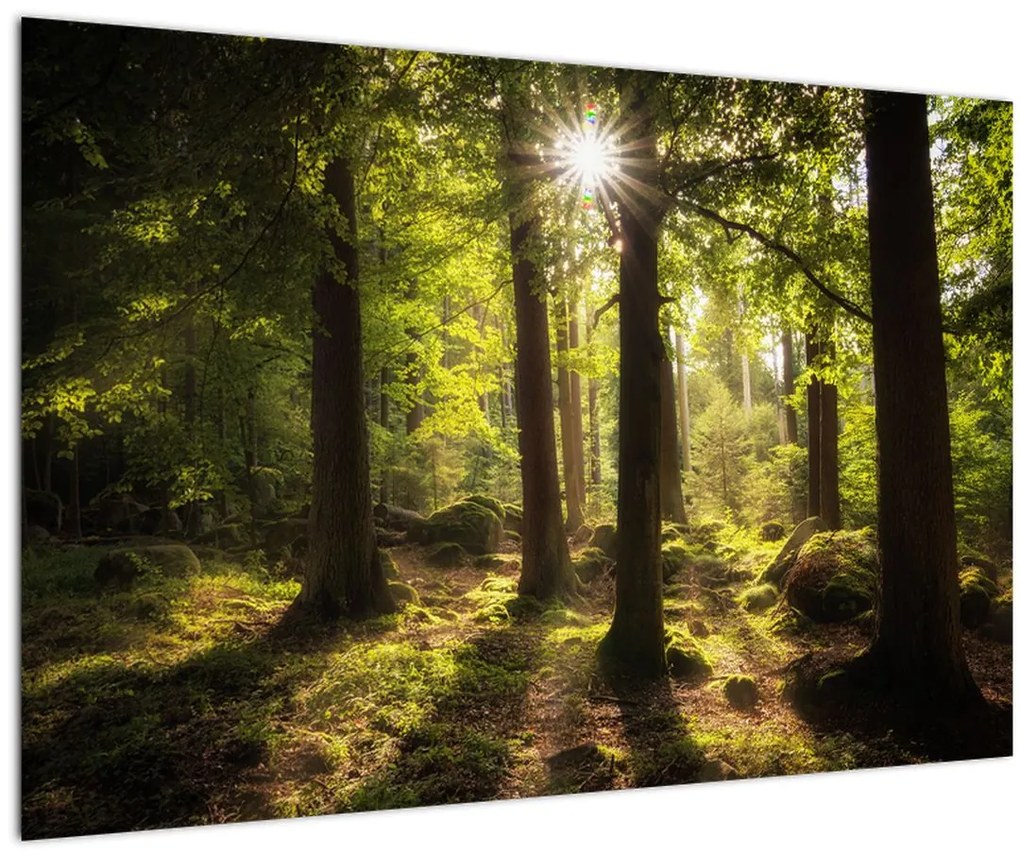Tablou - Pădurea de vis (90x60 cm)