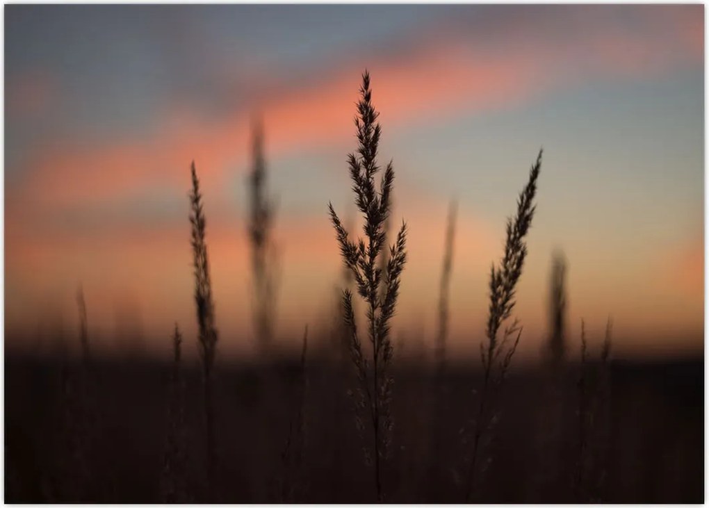 Tablou - Silueta plantei (70x50 cm)