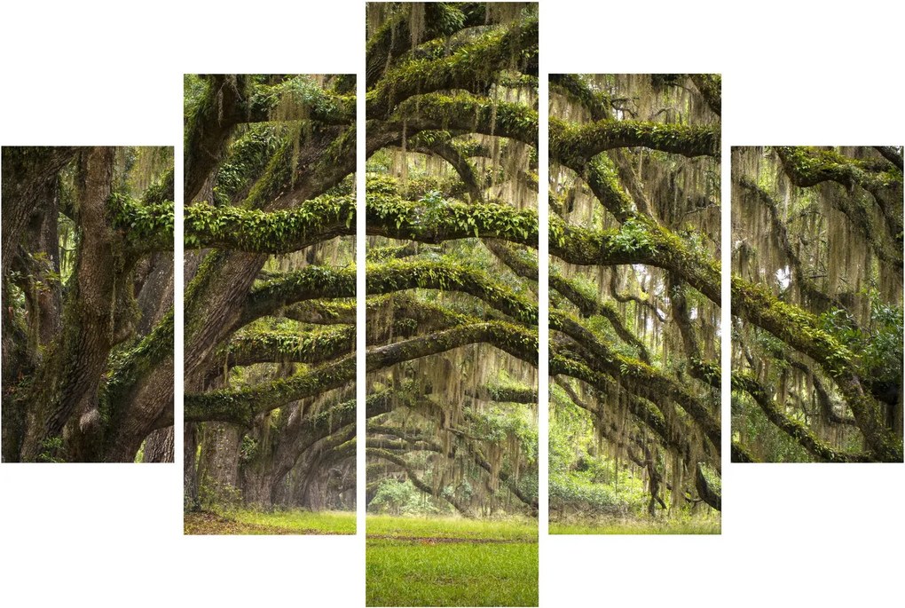 Tablou - Oaks Avenue, Charleston, Carolina de Sud, SUA (150x105 cm)