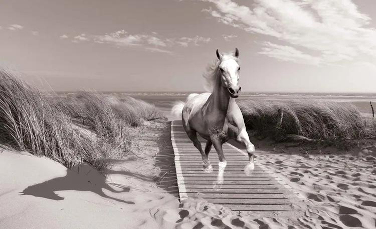 White Horse Beach Grey Fototapet, (254 x 184 cm)