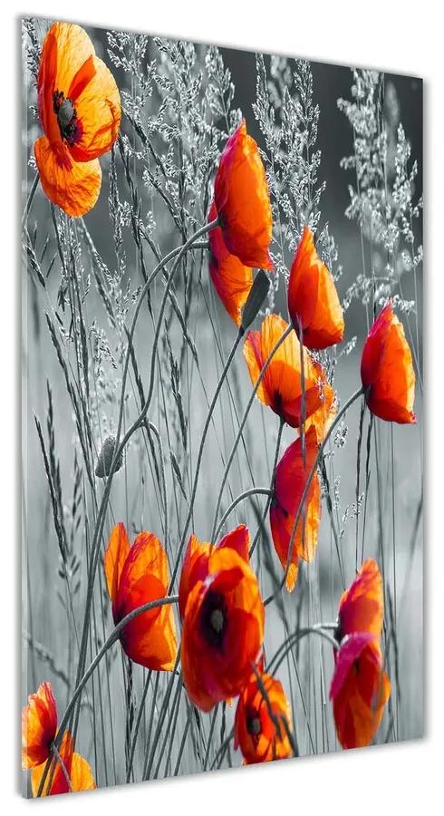 Pictura pe sticlă acrilică Wildflowers maci