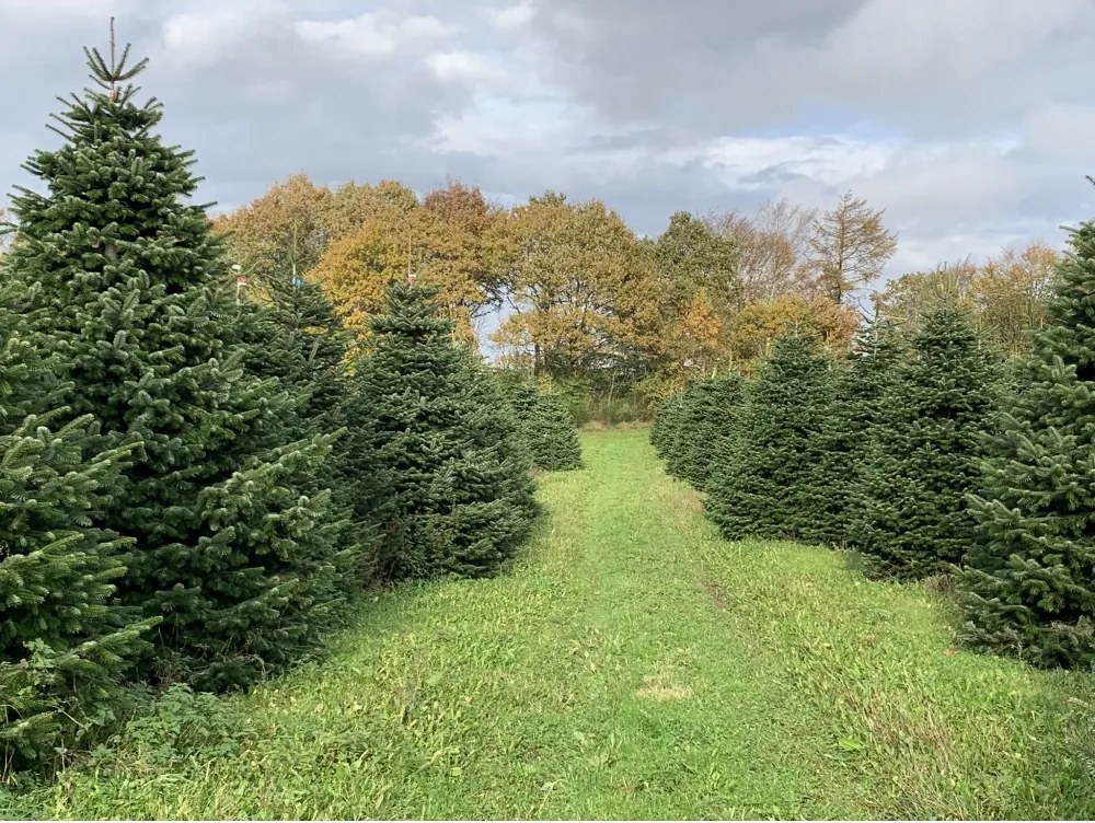 Brad natural de Craciun nordmann Premium 300-350 cm