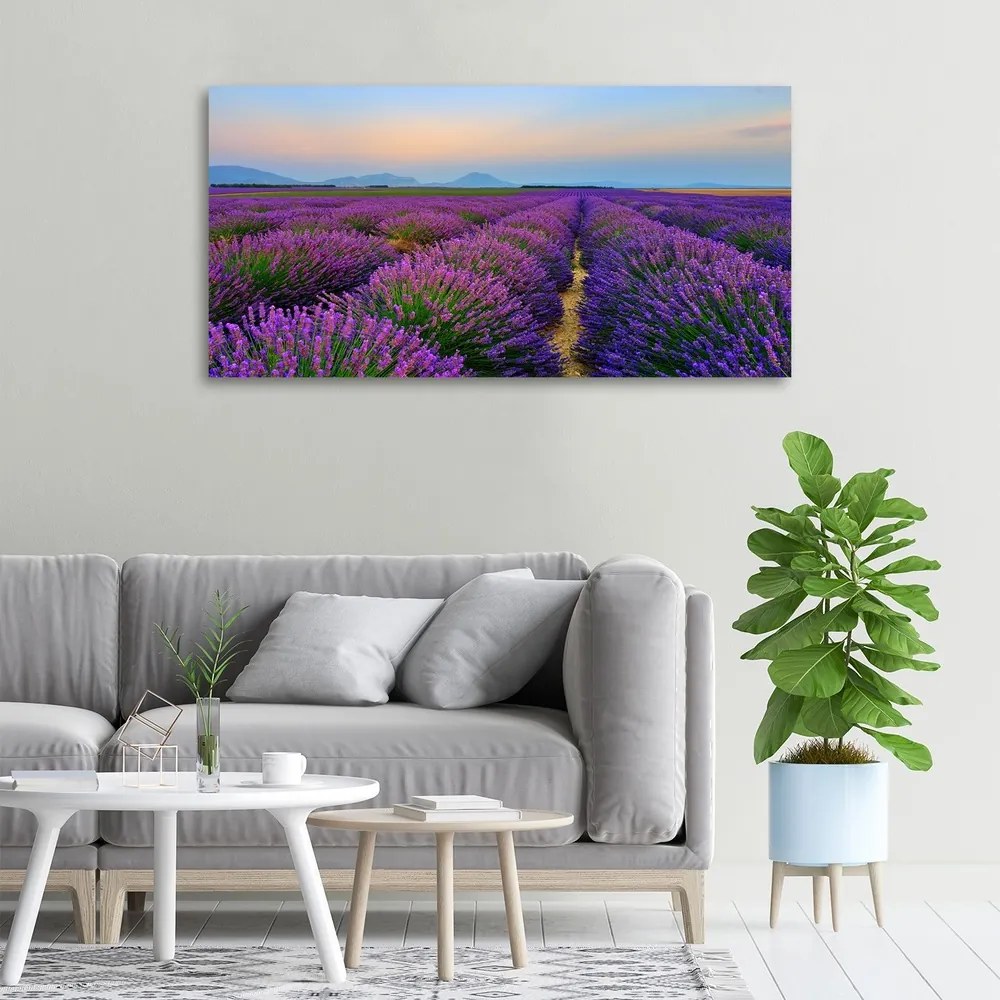 Print pe canvas Câmp de lavandă