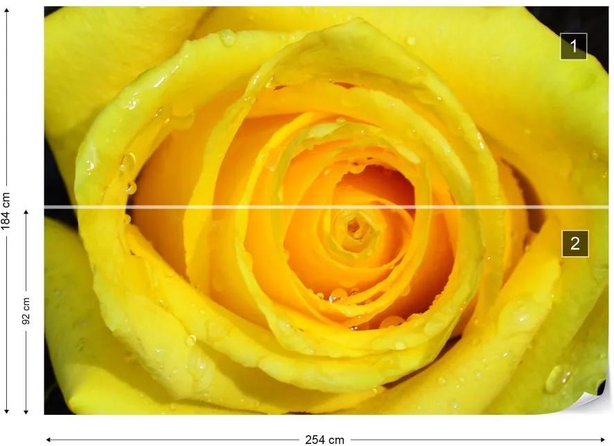 Fototapet GLIX - Rose Flower Yellow + adeziv GRATUIT Tapet nețesute - 254x184 cm