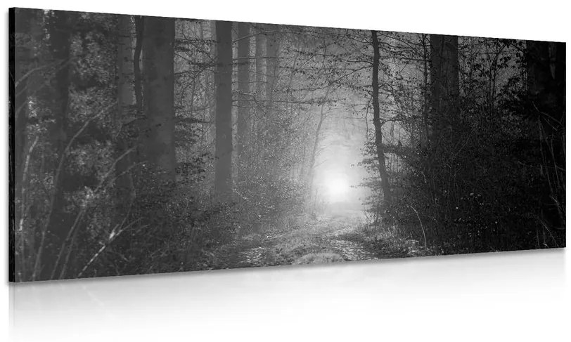 Tablou lumina în pădure în design alb-negru