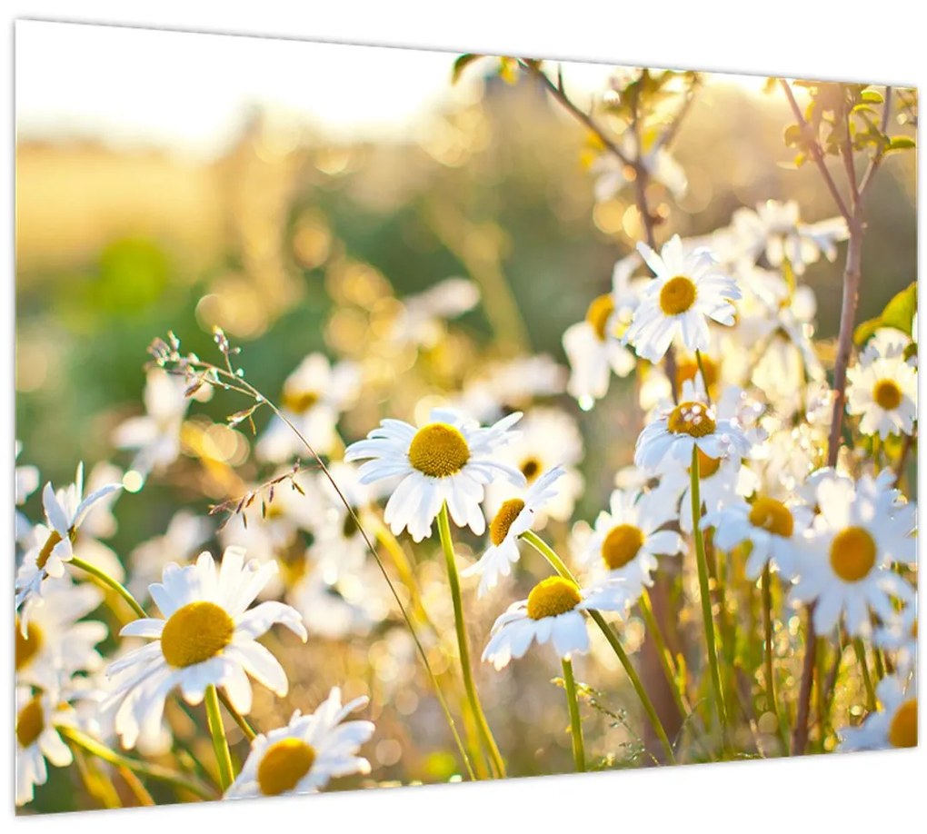 Tablou - Margarete (70x50 cm)