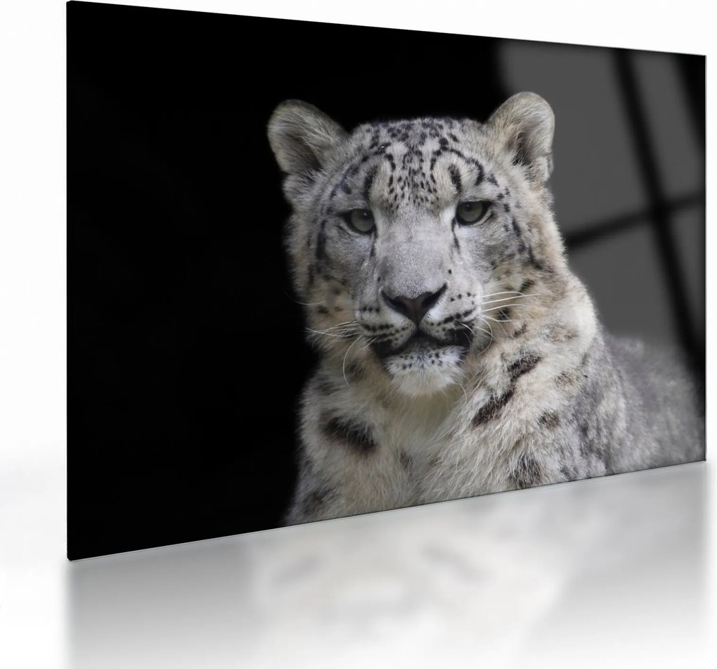 Tablou pe sticlă - Snow Leopard (70x50 cm)