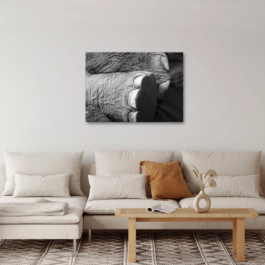 Tablou - Picior de elefant (70x50 cm)