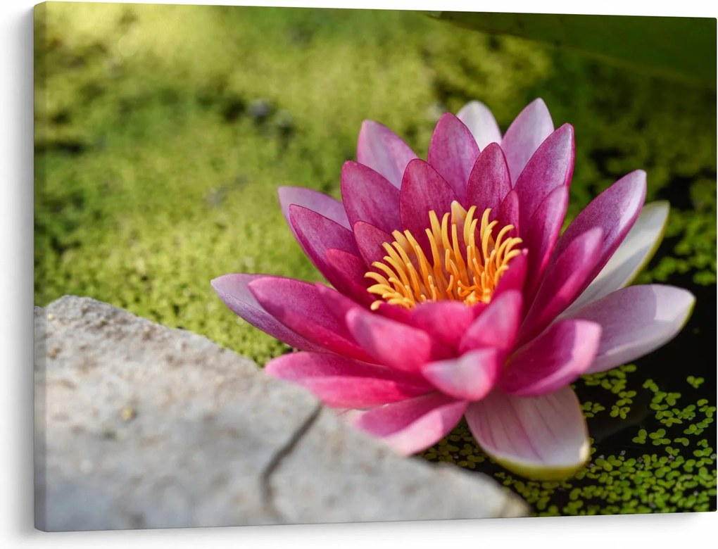Tablou - Lotus (70x50 cm)