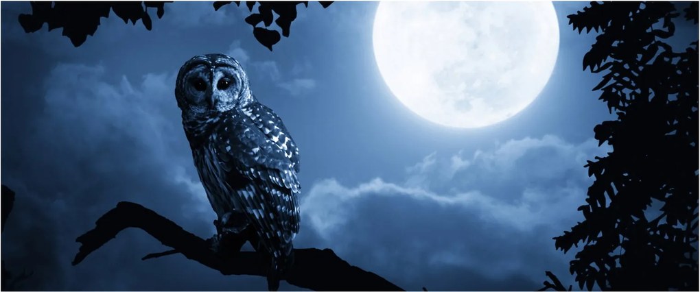 Tablou - Bufnița de noapte (120x50 cm)