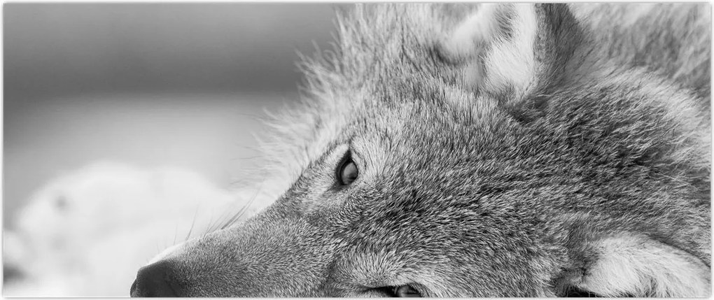 Tablou - Lup,alb-negru (120x50 cm)